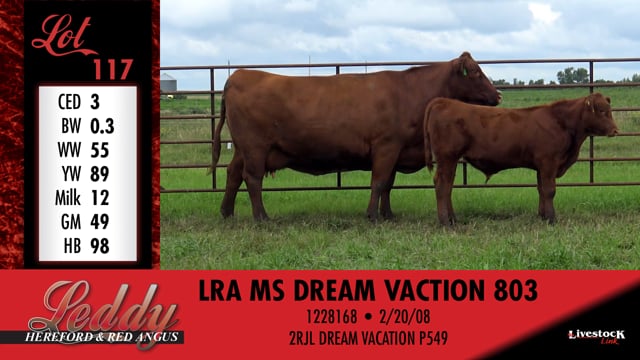 Lot #117 - LRA MS DREAM VACTION 803
