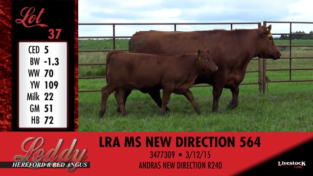 Lot #37 - LRA MS NEW DIRECTION 564