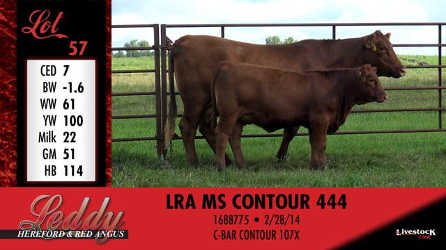 Lot #56 - LRA MS GOLD RUSH 441