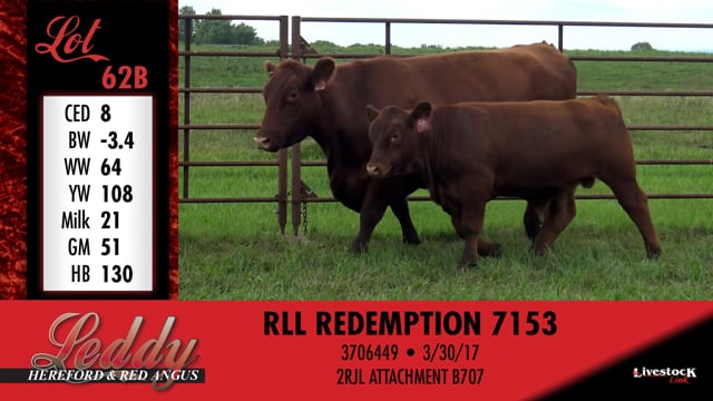 Lot #62 - RLL HANNAH 471