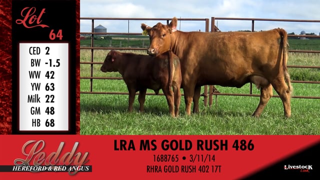 Lot #64 - LRA MS GOLD RUSH 486