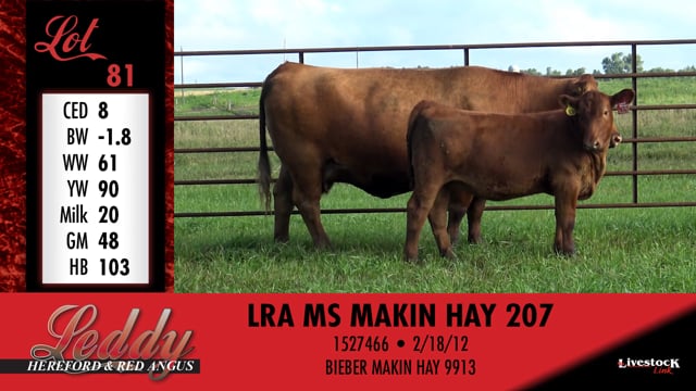 Lot #81 - LRA MS MAKIN HAY 207