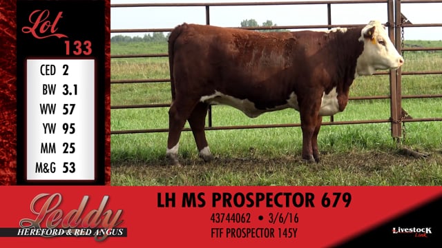 Lot #133 - LH MS PROSPECTOR 679