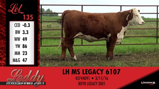 Lot #135 - LH MS LEGACY 6107