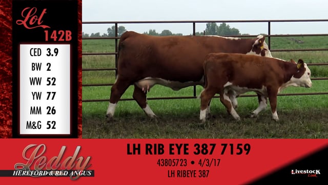 Lot #142 - LH MS PROSPECTOR 546
