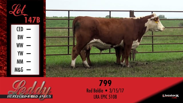 Lot #147B - 147B - RED BALDIE