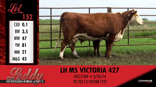 Lot #152 - LH MS VICTORIA 427