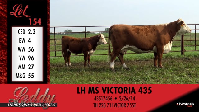 Lot #154 - LH MS VICTORIA 435