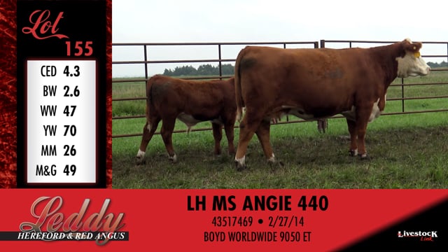 Lot #155 - LH MS ANGIE 440
