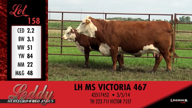 Lot #158 - LH MS VICTORIA 467