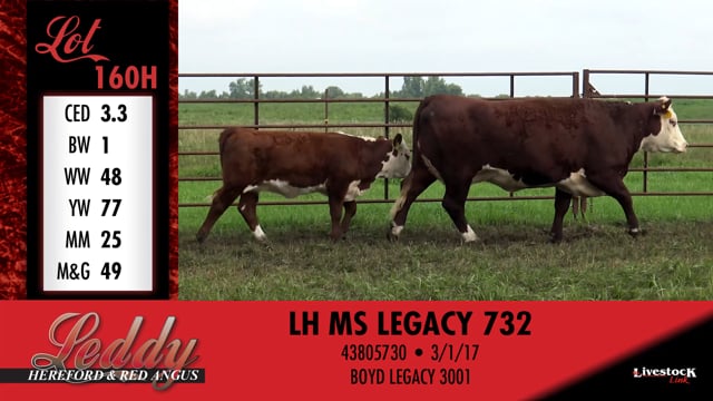 Lot #160 - LH MS VICTORIA 478