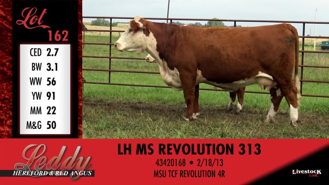 Lot #162 - LH MS REVOLUTION 313