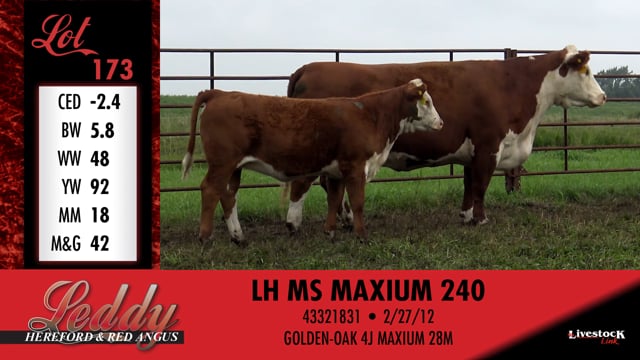Lot #173 - LH MS MAXIUM 240