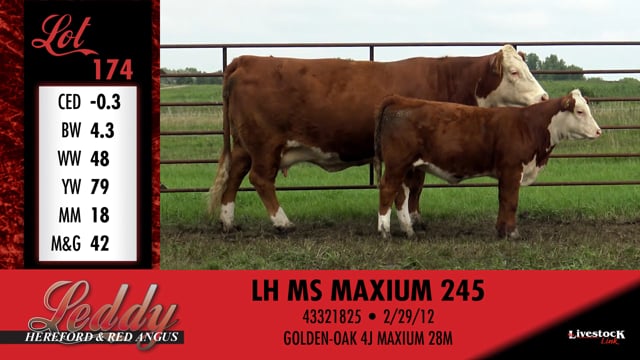 Lot #174 - LH MS MAXIUM 245
