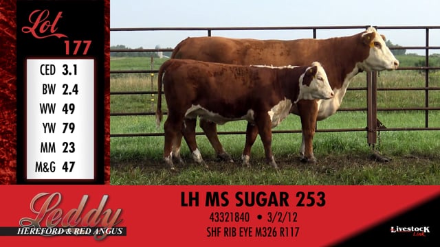 Lot #177 - LH MS SUGAR 253