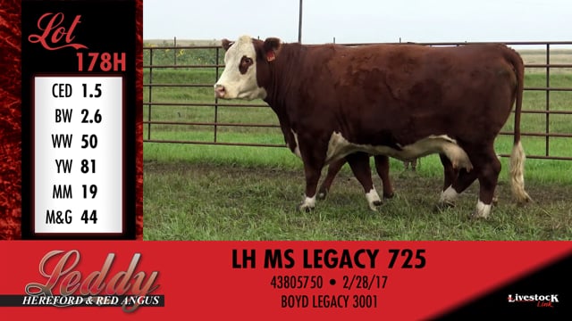 Lot #178 - LH MS LEAH 259