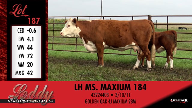 Lot #187 - LH MS MAXIUM 184
