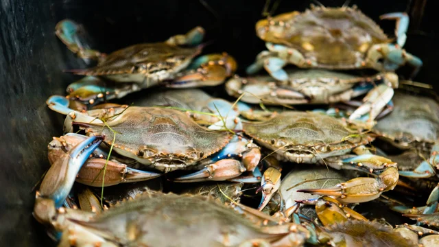 Wild Chesapeake: For the Love of Crabs