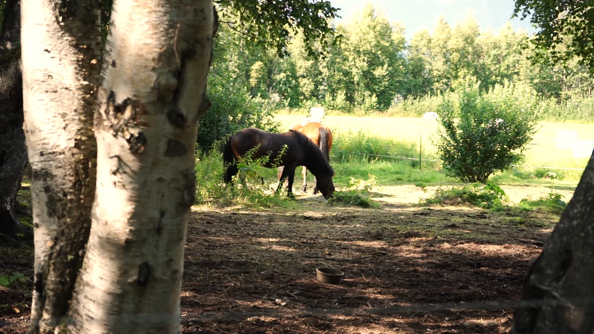 6285 N Wolverine Road Palmer Alaska on Vimeo