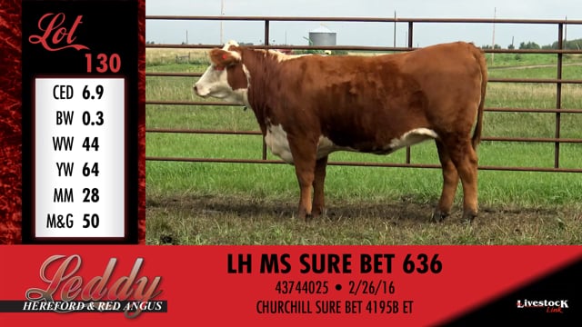 Lot #130 - LH MS SURE BET 636