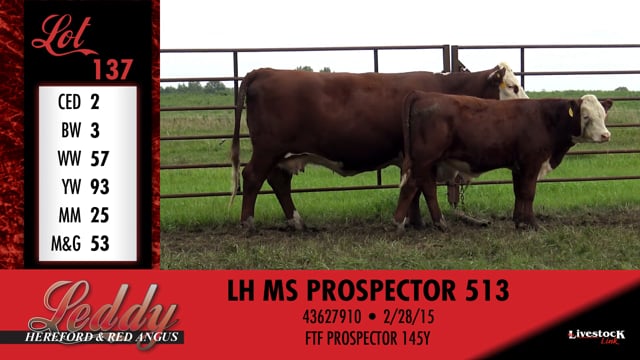 Lot #137 - LH MS PROSPECTOR 513