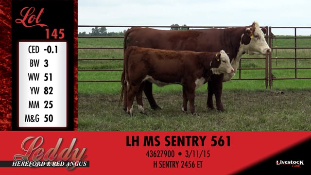 Lot #145 - LH MS SENTRY 561