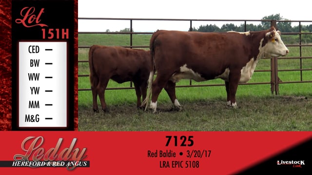 Lot #151 - LH MS ASHLEY 5118