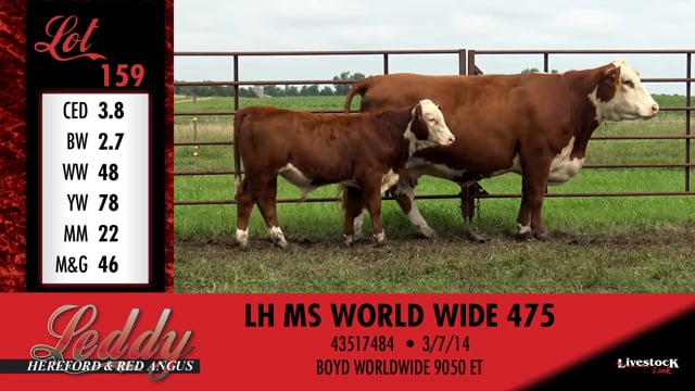 Lot #159 - LH MS WORLD WIDE 475