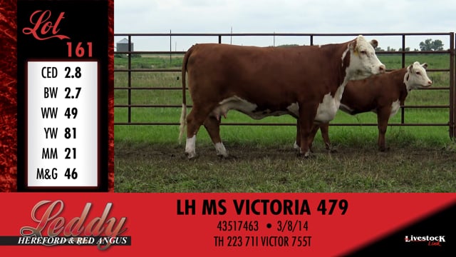 Lot #161 - LH MS VICTORIA 479