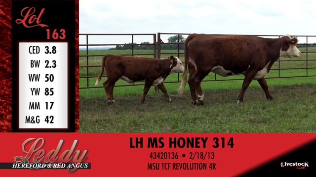 Lot #163 - LH MS HONEY 314