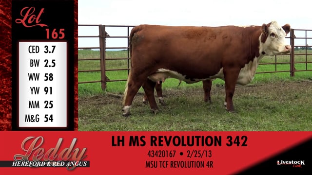 Lot #165 - LH MS REVOLUTION 342