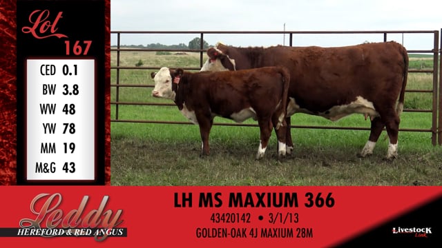 Lot #167 - LH MS MAXIUM 366