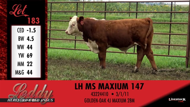 Lot #183 - LH MS MAXIUM 147