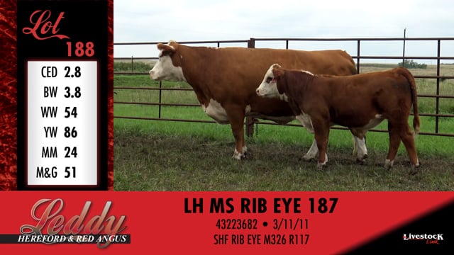 Lot #188 - LH MS RIB EYE 187