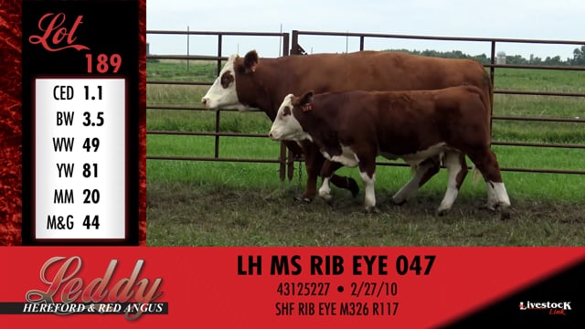 Lot #189 - LH MS RIB EYE 047