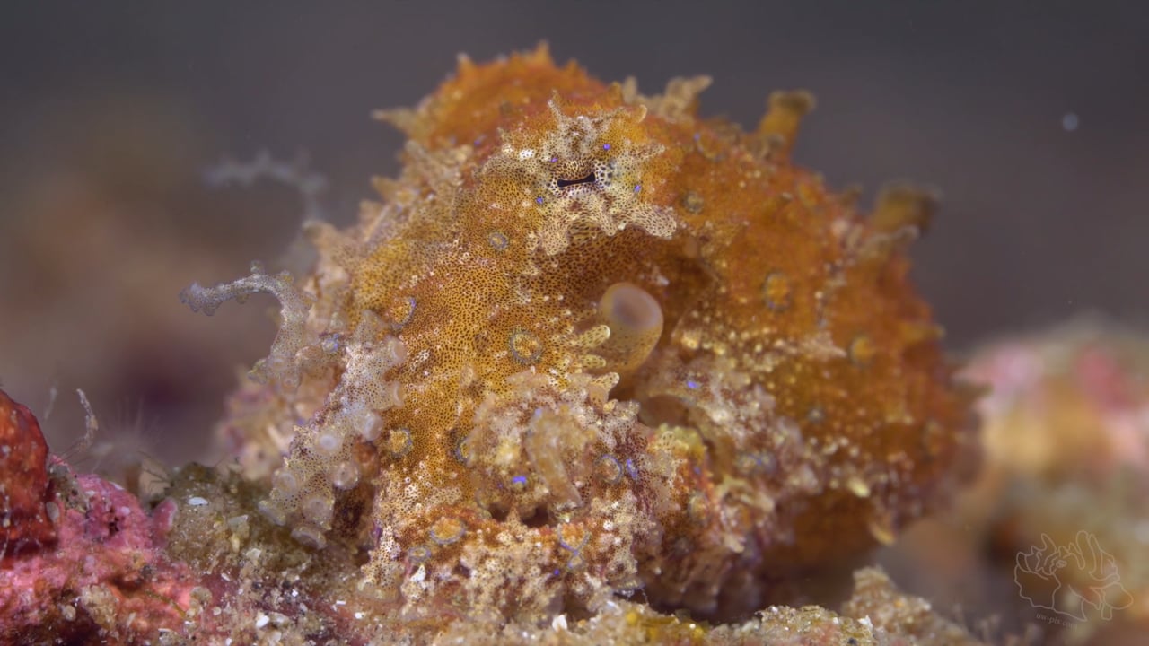 Critters of the Lembeh Strait | The Blue-ringed Octopus (Hapalochlaena sp.)