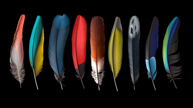 Procedural Feathers and Wings