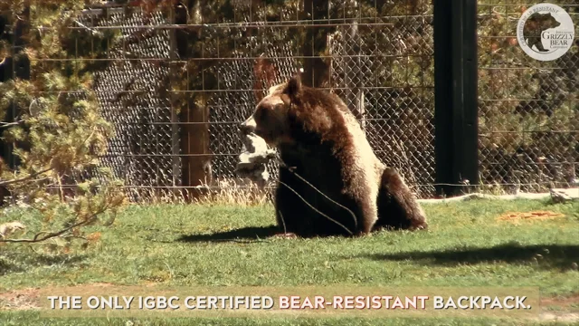 Bear Identification & Signs (Be Bear Aware) - IGBC