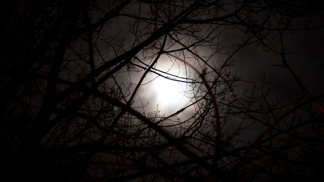 Full Moon, Night, Spooky, Woods, Forest