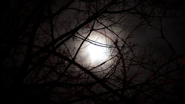 Full moon Wallpaper 4K, Forest, Night, Dark, Starry sky