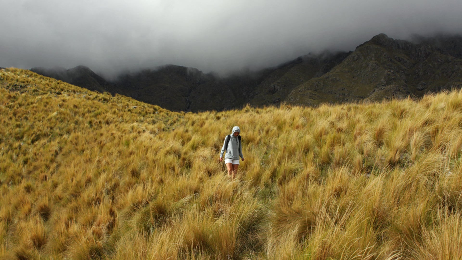 Merlo en movimiento [stop motion]