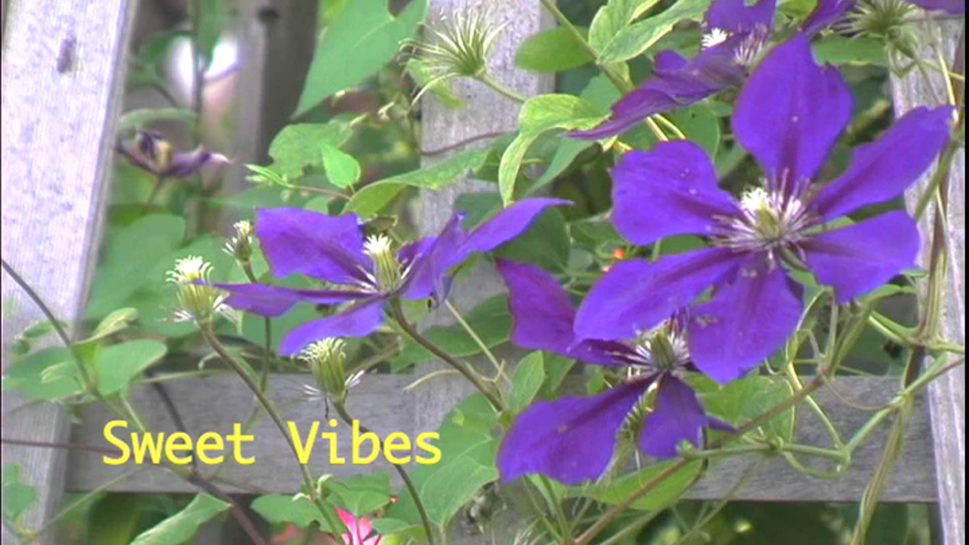 sweety vibes