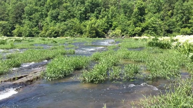 Cahaba Lilies (May 2016)