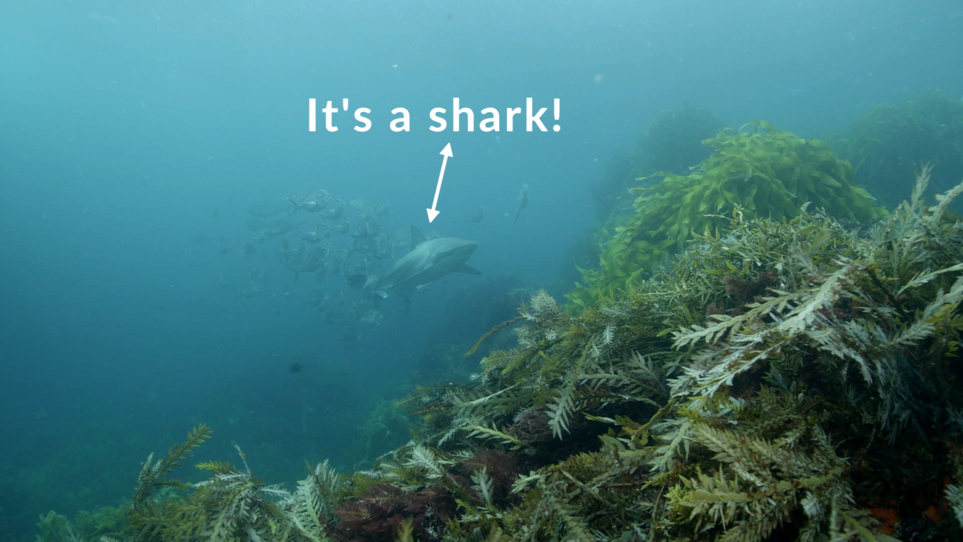 YOE Video How to hide in plain sight