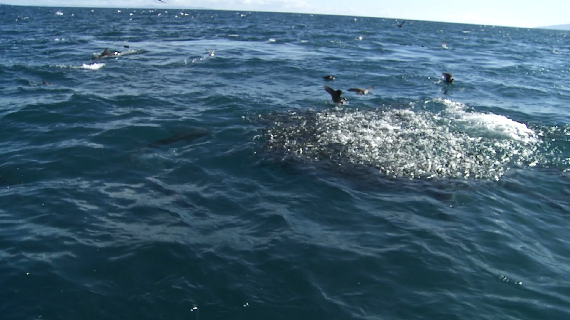 YOE Video Do dolphins drink water?