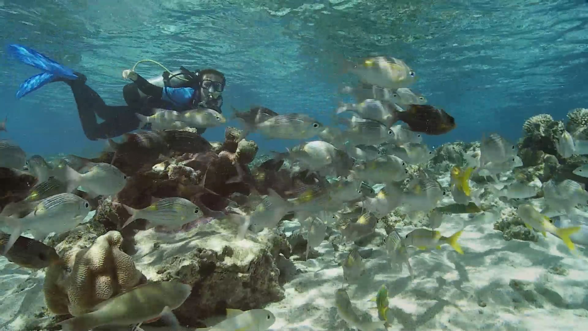YOE - Video: Riley explores a marine park