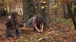 Le Cèpe est une merveilleuse apparition