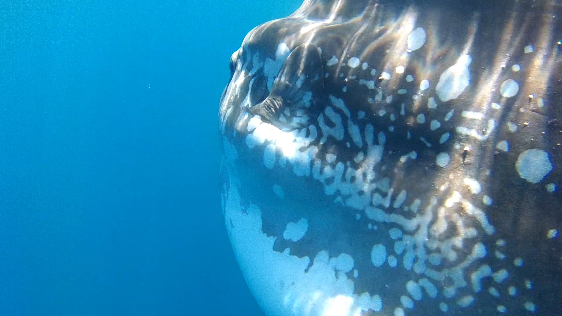 YOE - Video: How many eggs does this huge fish lay?