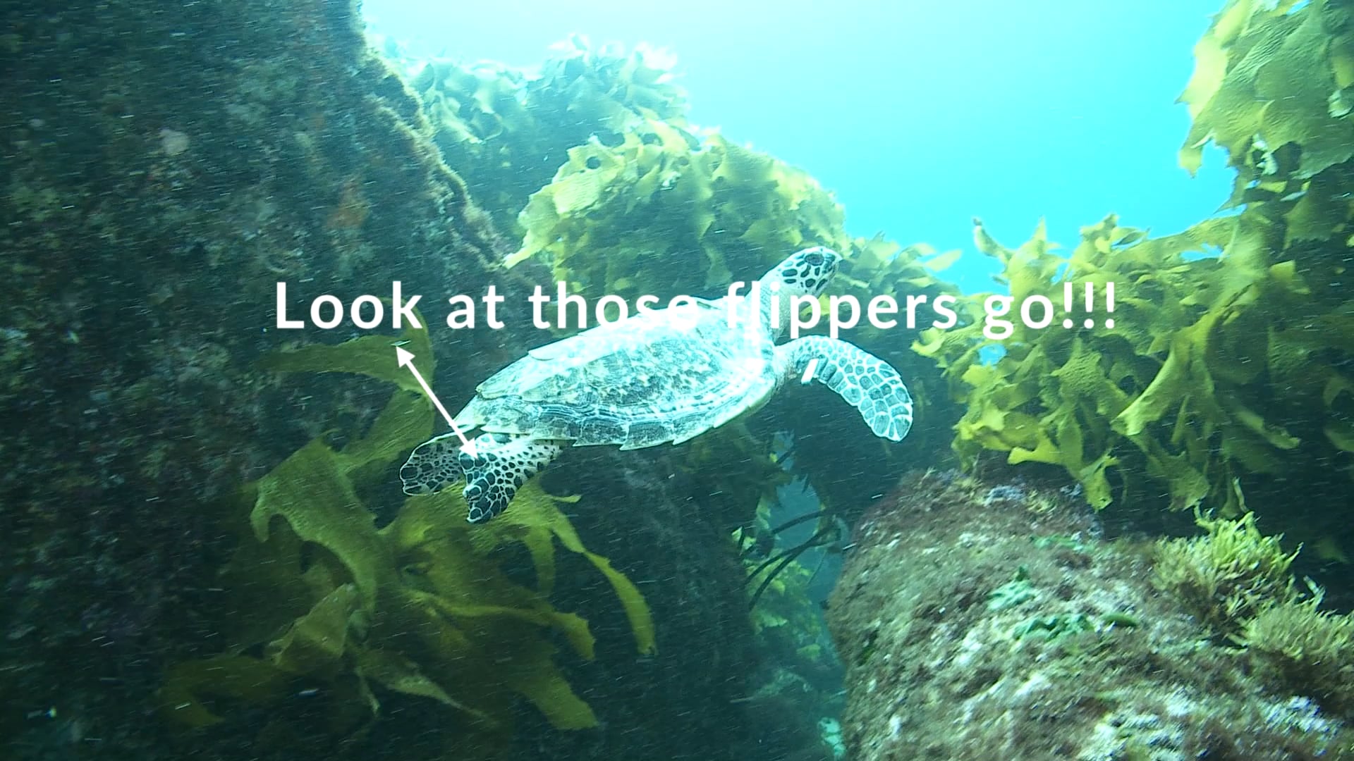 yoe-video-what-do-turtles-use-their-back-flippers-for