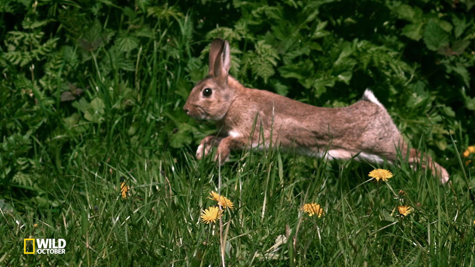 Wild October + Nat Geo Wild